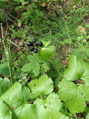 Eurasian baneberry