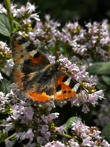 Small Tortoiseshell