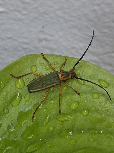 Chlorida festiva