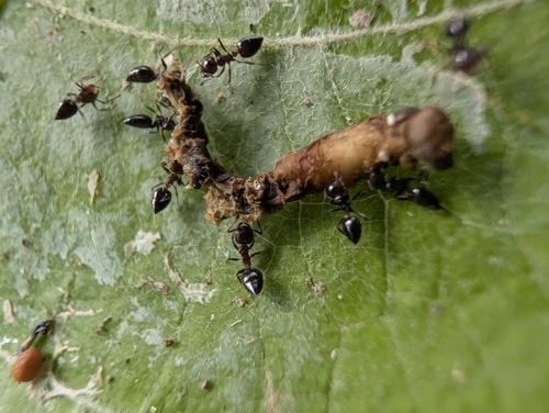 Crematogaster matsumurai