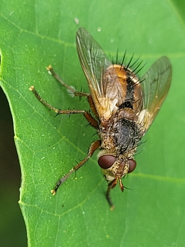 Common Tachinid