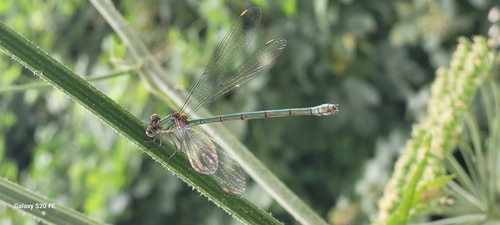 Western Willow Spreadwing