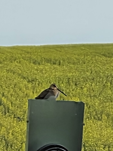Wilson's Snipe