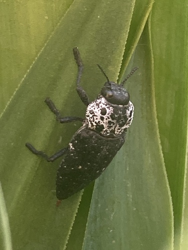 Flat-headed Root-borer