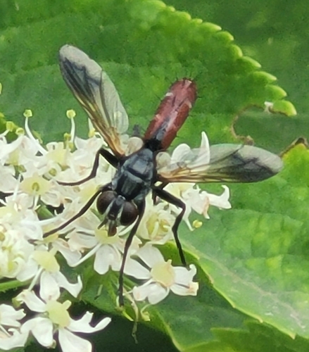 Cylindromyia bicolor