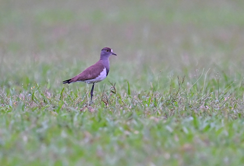 Senegal Lapwing