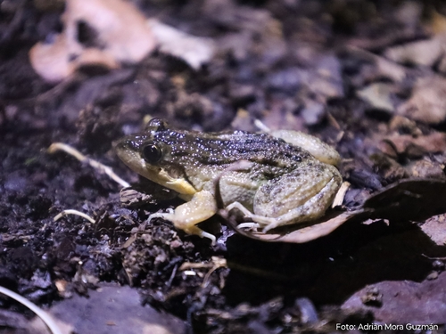 Sabinal Frog (Leptodactylus melanonotus)