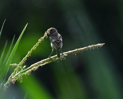 European Stonechat
