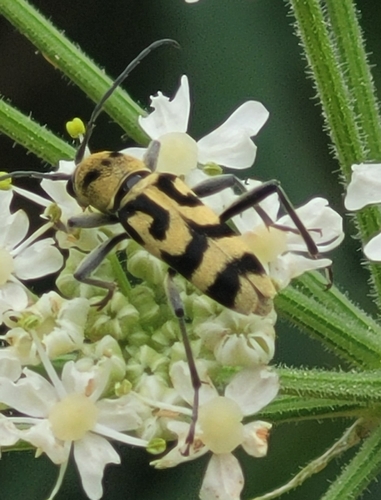 Grape Wood Borer