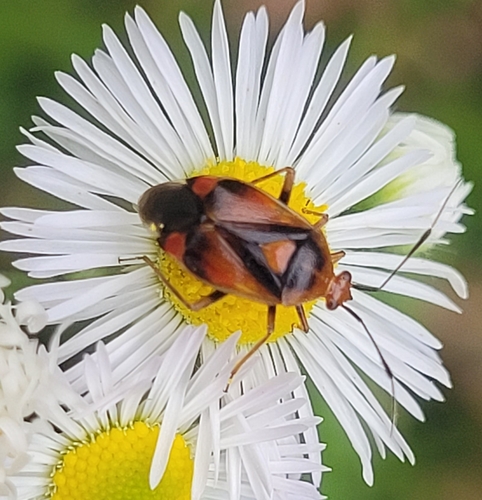 Red-spotted Plant Bug