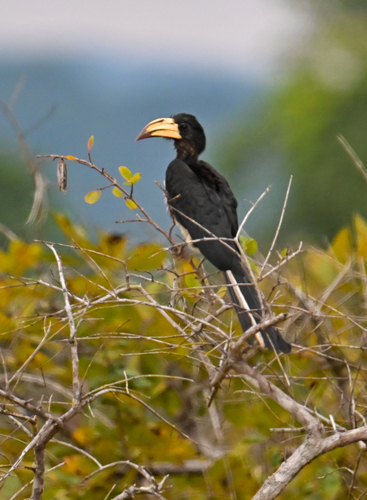 Congo Pied Hornbill