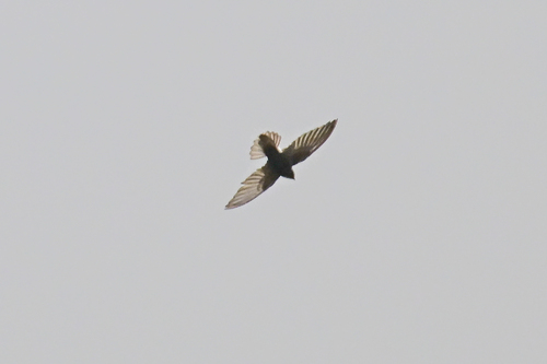 Little Swift