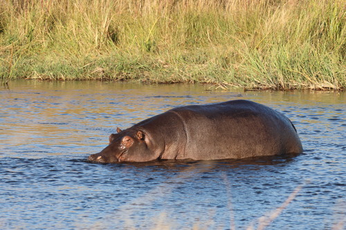 Common Hippopotamus