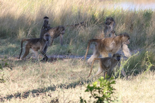 Chacma Baboon