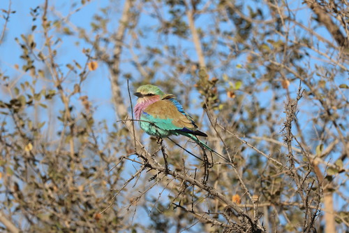 Lilac-breasted Roller
