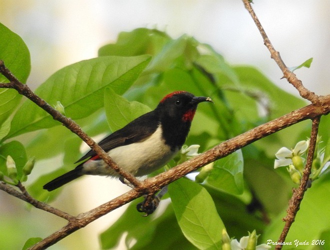 Black-breasted Myzomela photo