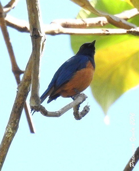 Timor Blue Flycatcher (Eumyias hyacinthinus) photo