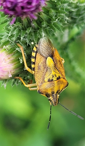 Black-shouldered Shieldbug