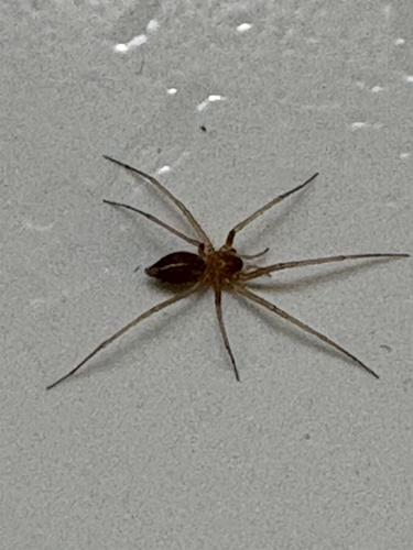 Cosmopolitan Spider Hunter