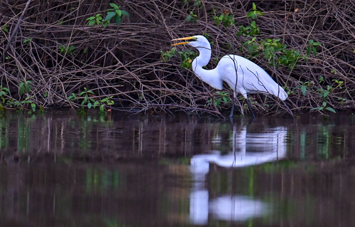 Great Egret
