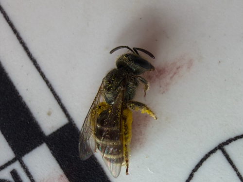 iNaturalist observation photo of Furrow Bees