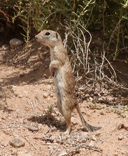 Spotted Ground Squirrel