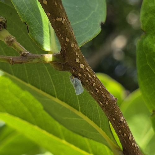 West Indian Flatid Planthopper