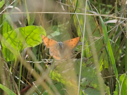 Large Copper
