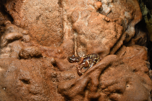 Imperial Cave Salamander