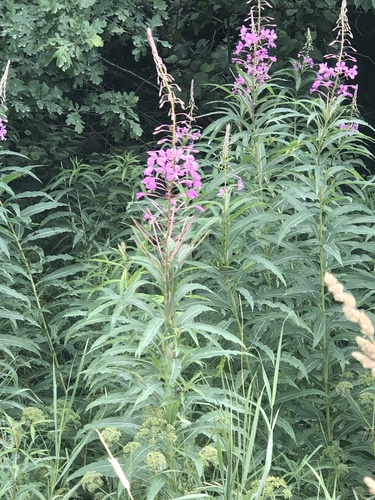 fireweed