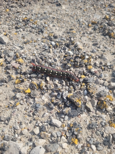 Leafy Spurge Hawkmoth