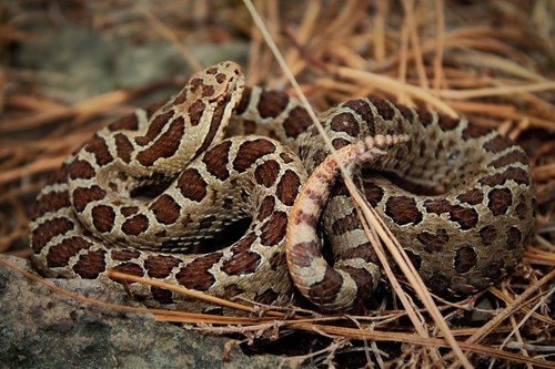 Dusky Rattlesnake