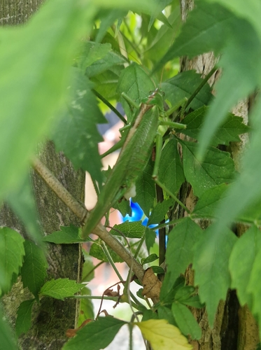 Great Green Bush-cricket
