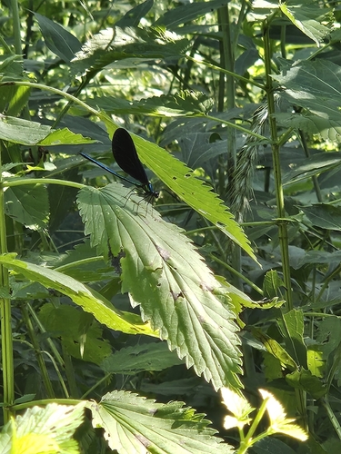 Ebony Jewelwing