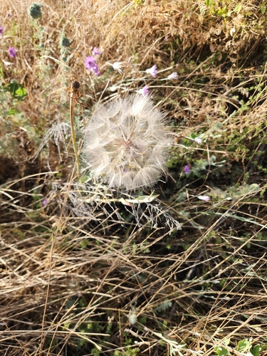 Yellow Salsify