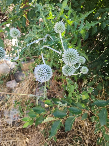 Glandular Globe-thistle