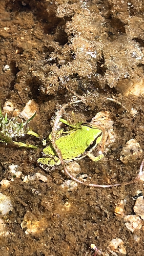 iNaturalist observation photo of Pacific chorus frog
