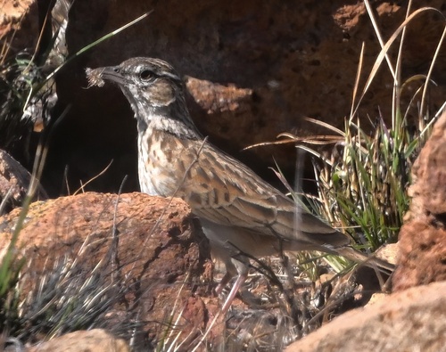 Fawn-colored Lark