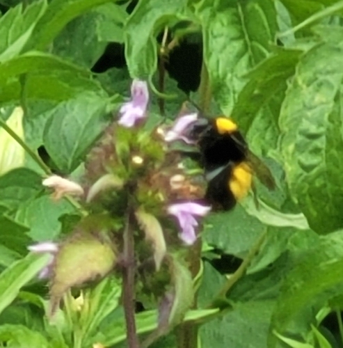 Blood-tailed Bumble Bee