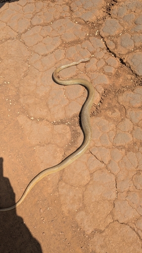 Olive Whip Snake