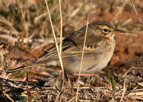 Plain-backed Pipit