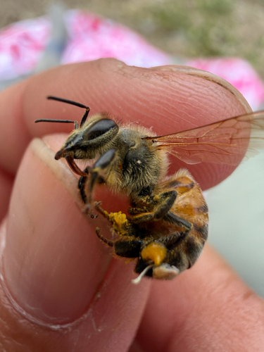 iNaturalist observation photo of Western Honey Bee