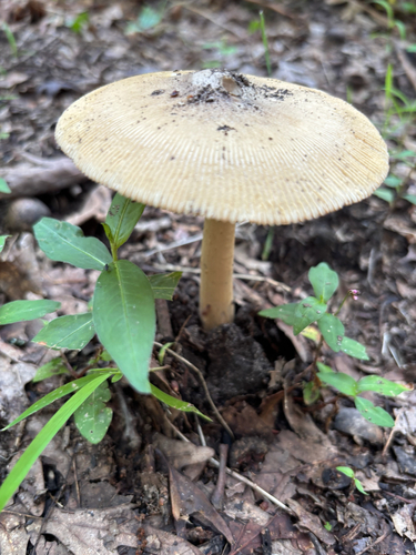 iNaturalist observation photo of amanita mushrooms