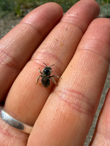 iNaturalist observation photo of Bees