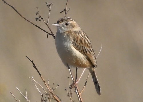 Desert Cisticola