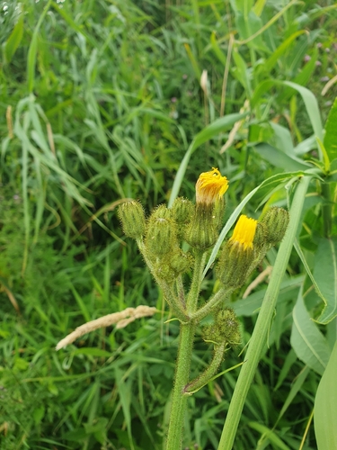 Marsh Sow-thistle