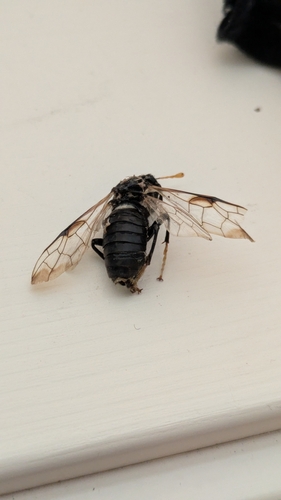 Birch Sawfly