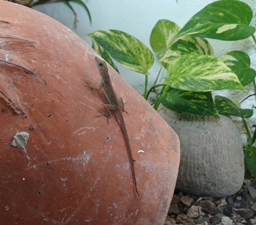 Crested Anole