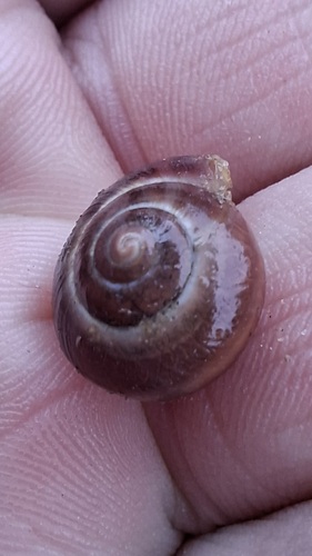 Cepaea