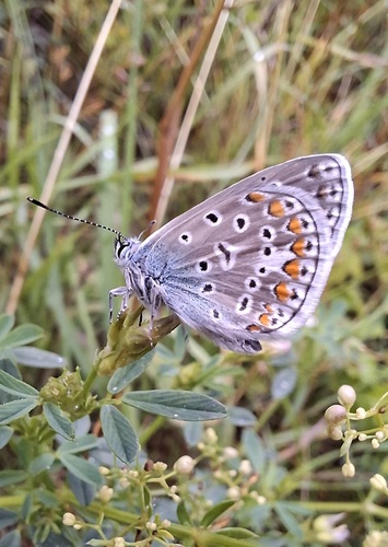Common Blue